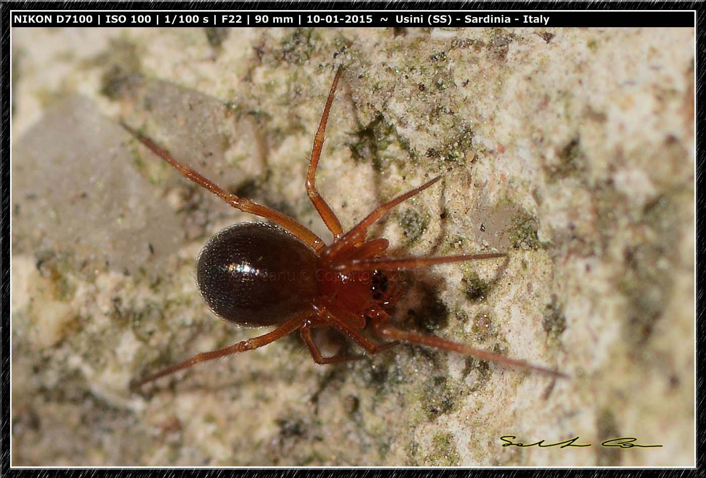 Linyphiidae - Usini (SS)